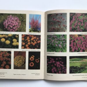 Katalog květiny – letničky, dvouletky, trvalky