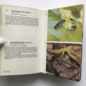 Brouci a motýli ve fotografii, Jiří Pradáč, Rudolf Hrabák