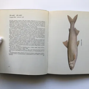 Sladkovodní ryby, Juraj Holčík, Jozef Mihálik