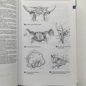 Feneisův obrazový slovník anatomie, Wolfgang Dauber