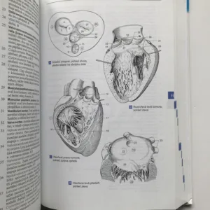 Feneisův obrazový slovník anatomie, Wolfgang Dauber