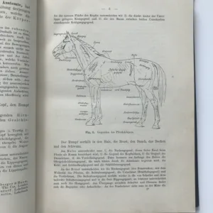 Handbuch der Anatomie der Tiere für Kunstler, W. Ellenberger, H. Baum, Hermann Dittrich