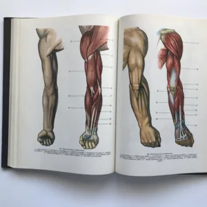 Anatomie člověka I, Jaroslav Fleischmann, Rudolf Linc