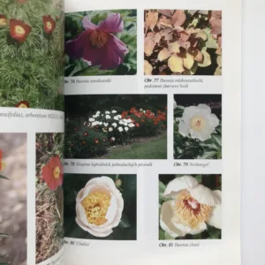 Pivoňky, Pavel Sekerka