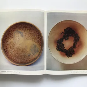 Otto Eckert, Dušan Šindelář