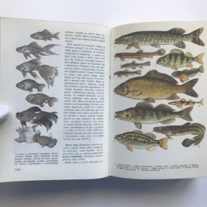 Světem zvířat IV – Pláštěnci, bezlebeční, ryby, obojživelníci a plazi, Jan Hanzák, Jiří Felix, Stanislav Frank, Jiří Vostradovský, Antonín Pospíšil