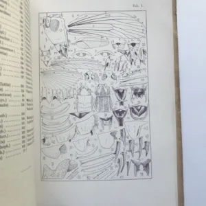 Rovnokřídlý hmyz Republiky československé, Jan Obenberger