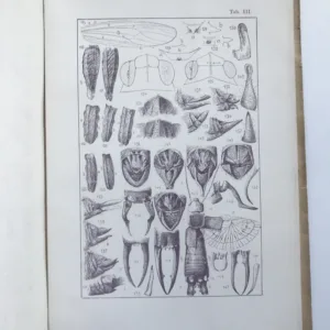 Rovnokřídlý hmyz Republiky československé, Jan Obenberger