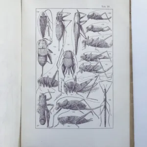 Rovnokřídlý hmyz Republiky československé, Jan Obenberger