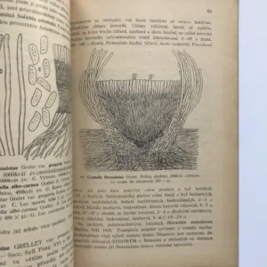 Monographia Cyphellacearum Čechosloveniae (II. Část systematická), Albert Pilát