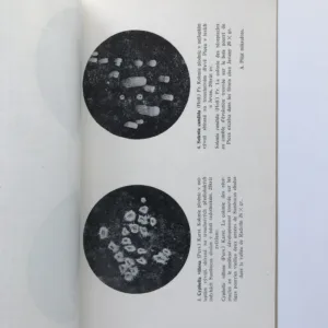 Monographia Cyphellacearum Čechosloveniae (II. Část systematická), Albert Pilát