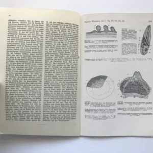 Vergleichende Histologie der Wirbeltiere – Bau und Entwicklung der Vögel (Aves), Fr. Sigmund