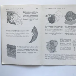 Vergleichende Histologie der Wirbeltiere – Bau und Entwicklung der Vögel (Aves), Fr. Sigmund