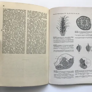 Anatomie und Entwicklungs-Geschichte der Phanerogamen – Die Blüte der Phanerogamen, Fr. Sigmund
