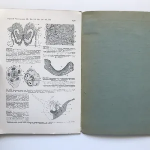 Anatomie und Entwicklungs-Geschichte der Phanerogamen – Die Blüte der Phanerogamen, Fr. Sigmund