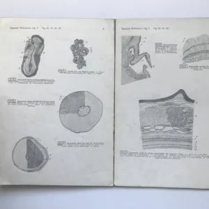 Vergleichende Histologie der Wirbeltiere – Die Knochenfische (Teleostier), Fr. Sigmund