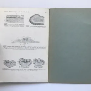 Vergleichende Histologie der Wirbeltiere – Die Knochenfische (Teleostier), Fr. Sigmund