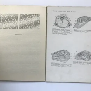 Vergleichende Histologie der Wirbeltiere – Bau und Entwicklung der Amphibien, Fr. Sigmund