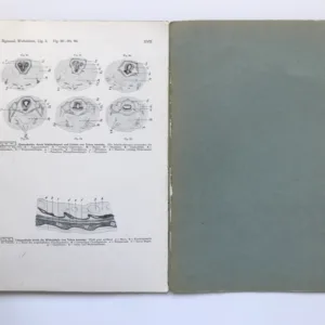 Vergleichende Histologie der Wirbeltiere – Bau und Entwicklung der Amphibien, Fr. Sigmund