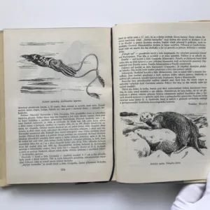 Znovu na moře, Boris Alexandrovič Zenkovič