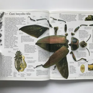 Hmyz, Laurence Mound