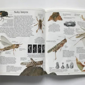 Hmyz, Laurence Mound