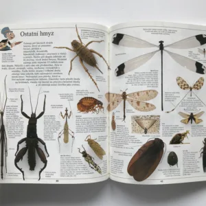 Hmyz, Laurence Mound