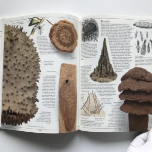 Hmyz, Laurence Mound