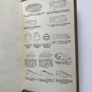 Tabellen zur Bestimmung einheimischer Insekten (I. Mit Ausschluß der Käfer und Schmetterlinge), Heinrich Karny