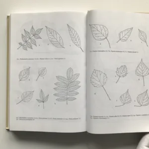 Listnaté dřeviny od A do Ž, díl druhý: Laburnum – Zelkova, Radka Nekolová