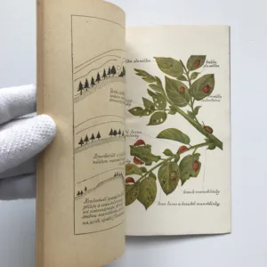 Mandelinka bramborová a ochranná opatření proti ní, B. Starý, A. Kac, Robek