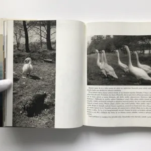 Labutě, labutě..., Oldřich Smutný