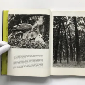 Den bílého jelena, Jarolav Holeček, Ivana Nohejlová