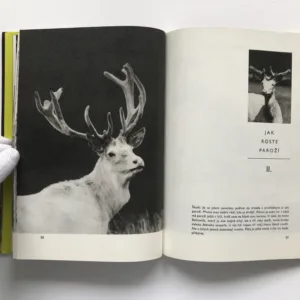 Den bílého jelena, Jarolav Holeček, Ivana Nohejlová