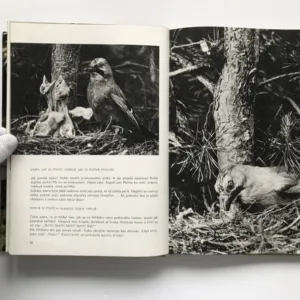 O rezaté veverce, Jarolav Holeček, Daniela Fischerová