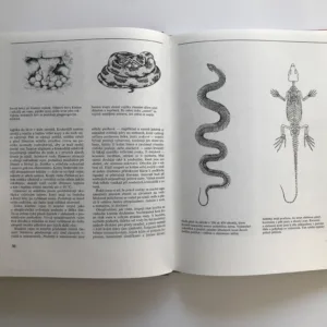 Obojživelníci a plazi, Jurij Dmitrijev