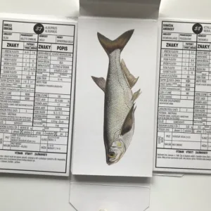 Ryby, Otto Pospíšil, Květoslav Hísek