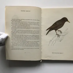 Ptáci, Karel Svolinský, Jaroslav Spirhanzl-Duriš