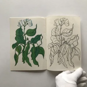 Léto na zahrádce (omalovánky), Jana Švejdová