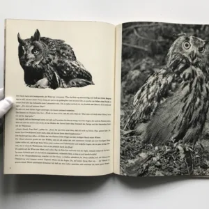 Dorle die Dohle, Josef Seget, Eliška Glaserová