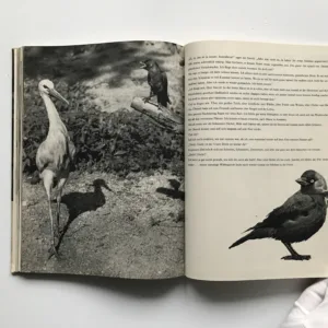 Dorle die Dohle, Josef Seget, Eliška Glaserová