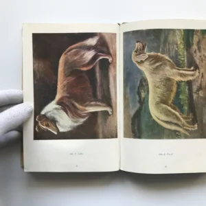 Plemenné standardy užitkových psů, František Horák