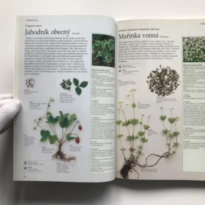 Bylinář (Zdraví, krása a radost), Lesley Bremnessová