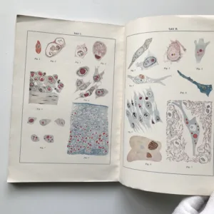 Die Virusformen (Filtrierbare Infektionserreger, Ultravirus), Franz Lucksch