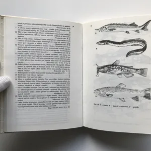 Ryby v našich vodách, Stanislav Lusk, Vlastimil Baruš, Jiří Vostradovský