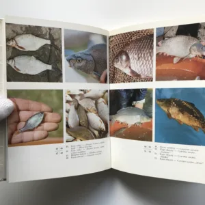 Ryby v našich vodách, Stanislav Lusk, Vlastimil Baruš, Jiří Vostradovský