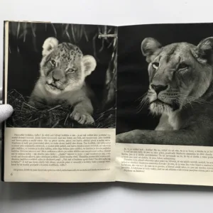 O lvíčku Simbovi, Václav Jan Staněk