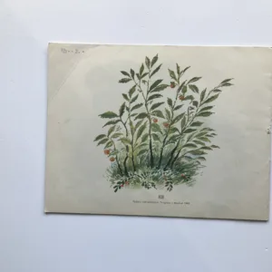 Zvířátka, Jevgenij Ivanovič Čarušin