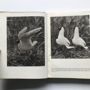 Geimnisvolles Leben am Wasser, Václav Jan Staněk