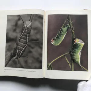 Geimnisvolles Leben am Wasser, Václav Jan Staněk
